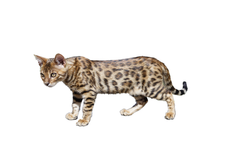 Bengal kitten isolated on white backgroundの写真素材
