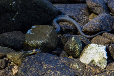 snake hunts in wet stonesの写真素材