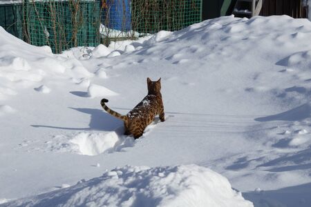 Bengal cat is selected from the snowdriftの写真素材