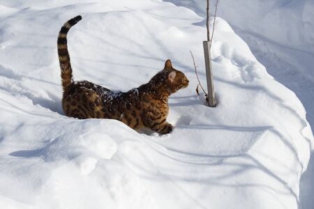Bengal cat is selected from the snowdriftの写真素材