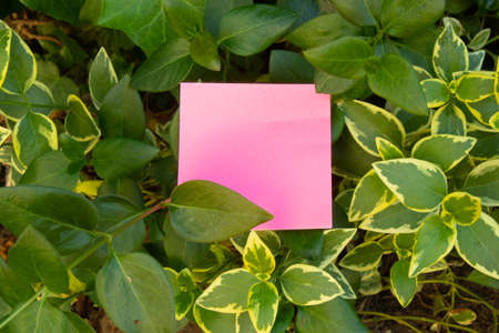 Pink sticky paper in the green garden.の写真素材