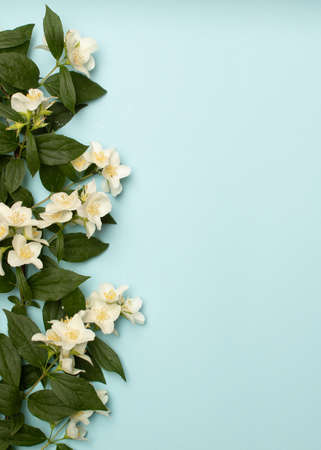 Leaves, flowers, pastel blue background. Minimal flat lay.の写真素材