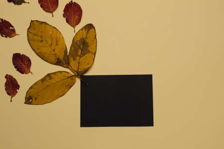 Copy space with leaves. Minimal autumn concept.の写真素材