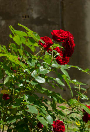 Alone red rose in an urban setting. Summer composition on a sunny day.の写真素材