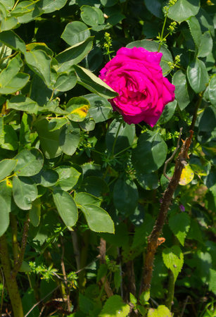 Alone purple rose in an urban setting. Summer composition on a sunny day.の写真素材