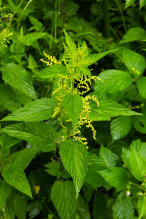 Nettles in the natural environment. Beautiful colors.の写真素材