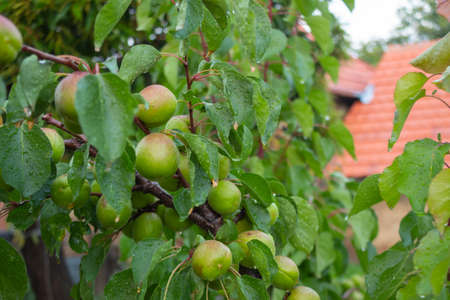 Green apricots on a lovely rainy day. Minimal nature concept.の写真素材