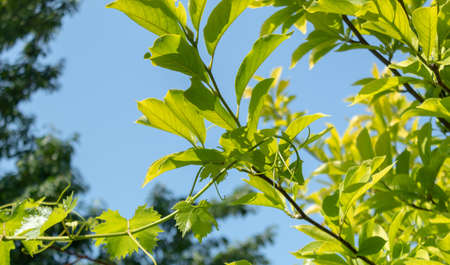 A friend's help is always needed. Mutual cooperation of vine and magnolia.の写真素材
