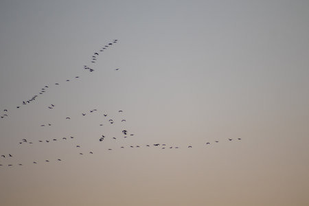 Storks travel south. a wonderful autumn evening.