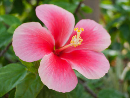 red hibiscus flower の写真素材