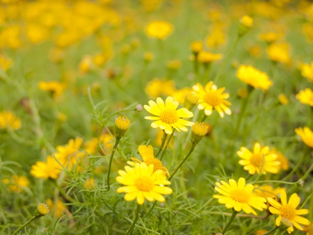Daisy in full bloom and the fields in the park の写真素材