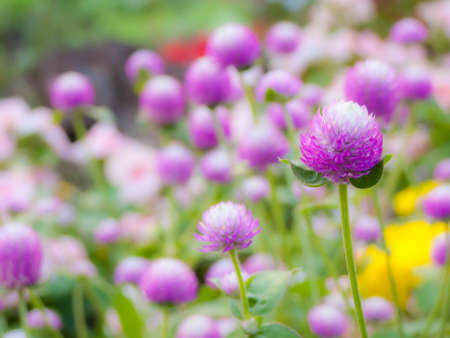 Amaranth is a close-up treatment medicinal plants have been planted in the garden の写真素材