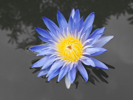 Purple lotus flower blooming on the water surface の写真素材