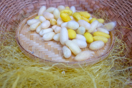 The cocoon is displayed in a basket with a thread.の写真素材