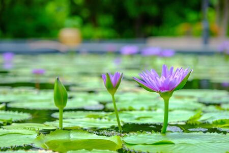 Close up of 3 purple lotus flowers is beginning to bloom in the pond.の写真素材