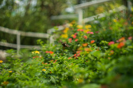 butterfl on the gardenの写真素材