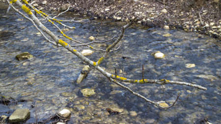 Tree near river in Medven located in South-East Bulgaria. In the park there is the famous waterfall...