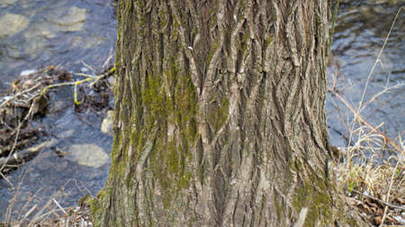 Tree near river in Medven located in South-East Bulgaria. In the park there is the famous waterfall "Sini Vir". The river forms the waterfall and its famous because the water looks natural blue.の写真素材