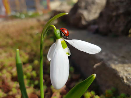 Closeup of european seven-point ladybug on snowdrop flower. The plant have two linear leaves and a single small white drooping bell shaped flower with six petal-like tepals in two circles.の写真素材