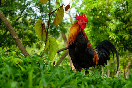 Chiken in the forestの写真素材