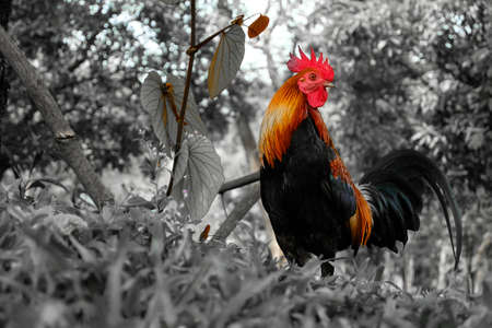 Chiken in the forestの写真素材