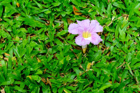 Pink flower.の写真素材