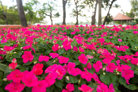 Pink flowerの写真素材