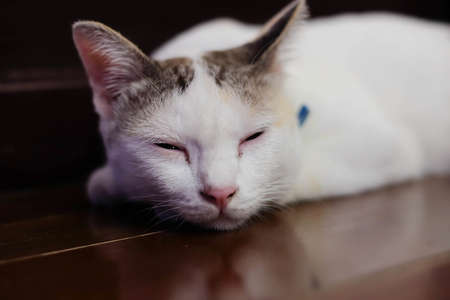 Cute little white kitten sleeps on woodの写真素材