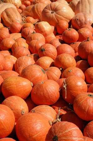 Pile of small pumpkinの写真素材