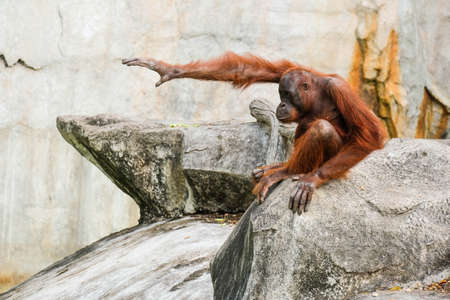 Bornean orangutan hands up on rock.の写真素材