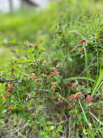 macro shot of wild berries in natural environment