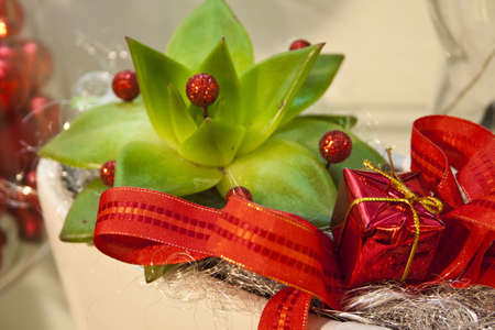 green flower with red boxの写真素材