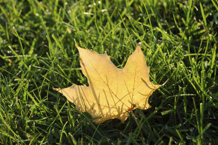 Backlit maple leaf in short grassの写真素材