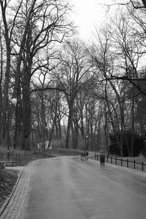 Walk way in parkの写真素材