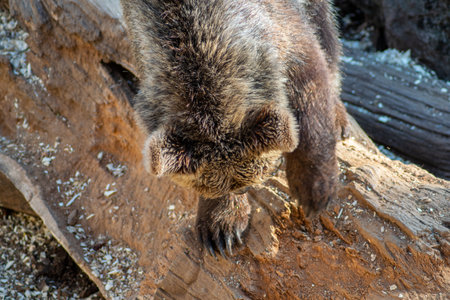 Brown Bear Seen from Aboveの写真素材
