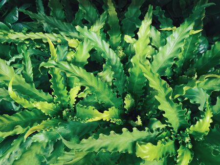 Green leaves background with  for design, background concept, Spring and Summer concept.の写真素材