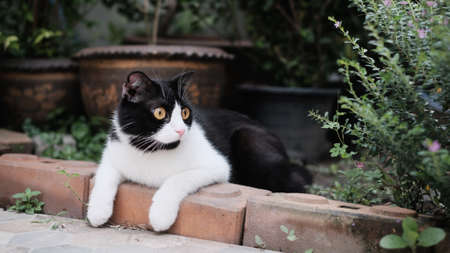 A cat at the garden with blur background.の写真素材