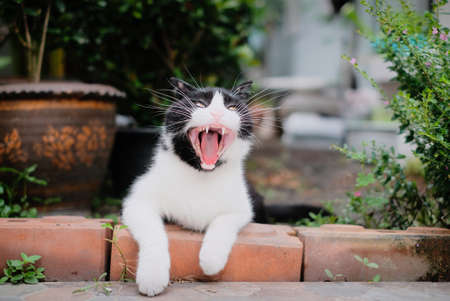 A yawning cat at the garden with blur background.の写真素材