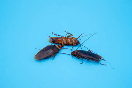 Cockroach isolated on blue background.の写真素材