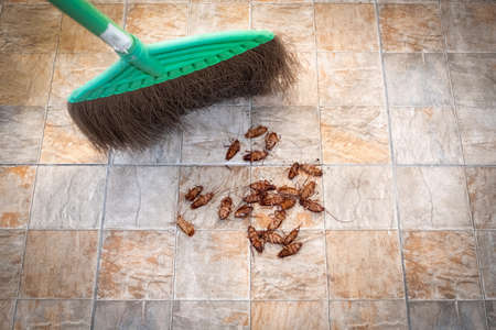 Sweeping cockroaches on tile background.の写真素材