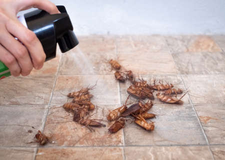 Woman spraying cockroach on tile background.の写真素材