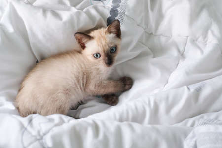 Kitten sleep on the bed with copy space, siamese cat.の写真素材