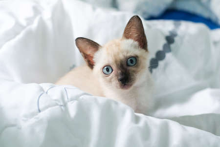 Kitten sleep on the bed with copy space, siamese cat.の写真素材