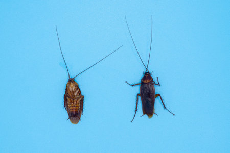Cockroach isolated on blue background.