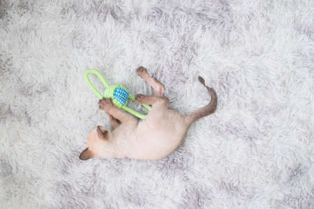 Kitten playing a toy with copy space, siamese cat.