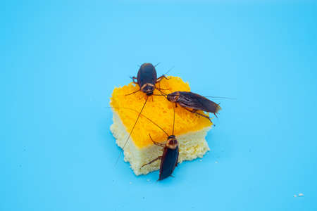 Cockroach on dessert isolated on blue background
