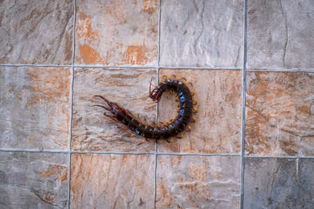A centipede on the floor with copy space.