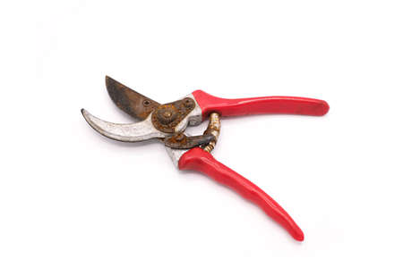 Old tree scissors isolated on white background.