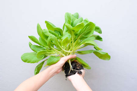 Woman holding bok choy on blur background, Vegetable concept.の写真素材