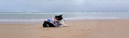 cat wearing sunglasses sitting on the beach with copy space. Funny Animal concept. Vacation concept.の写真素材